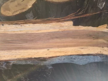 [Hearth.com] Central jersey wood id