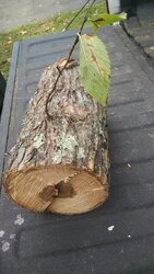 wood ID help