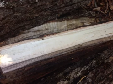 [Hearth.com] Is this silver maple?