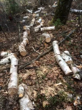 [Hearth.com] Where to do you source your firewood from?