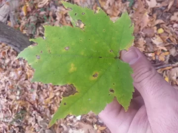 [Hearth.com] Help needed identifying this wood.