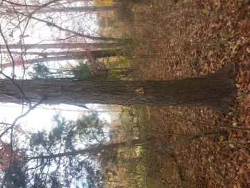[Hearth.com] Help needed identifying this wood.