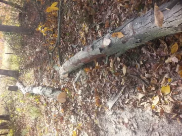 [Hearth.com] Help needed identifying this wood.