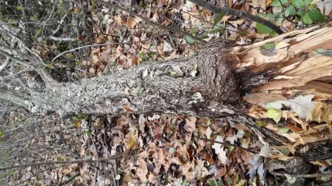 [Hearth.com] Please help with wood id