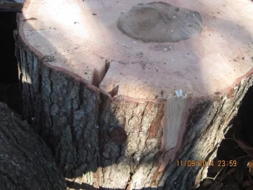 [Hearth.com] please help with wood id