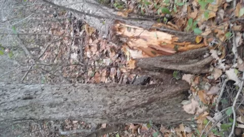 [Hearth.com] Please help with wood id