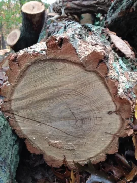 [Hearth.com] wood ID help, please (and thank you)