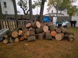 How much firewood is in a tree?