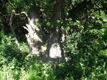 [Hearth.com] Do you practice Coppicing