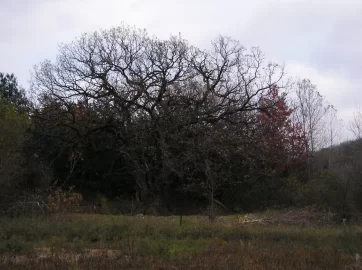 [Hearth.com] Do you practice Coppicing