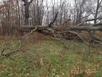 [Hearth.com] Dropping damaged trees