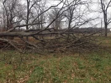 [Hearth.com] Dropping damaged trees