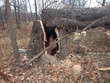 [Hearth.com] Dropping damaged trees