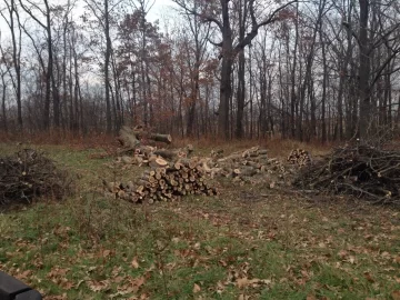 [Hearth.com] Dropping damaged trees