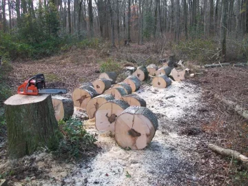[Hearth.com] I love cutting wood....