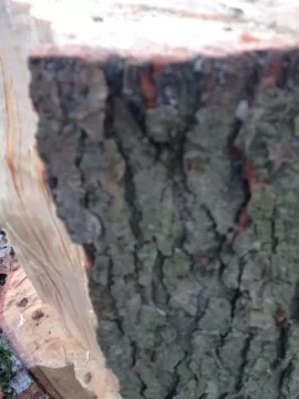 [Hearth.com] Wood score. Oak?