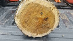 Wood ID Help