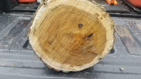 [Hearth.com] Wood ID Help