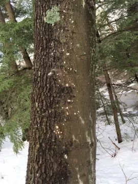 [Hearth.com] Tree ID?