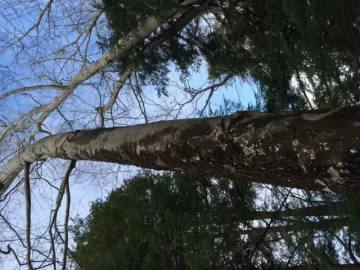[Hearth.com] Tree ID?