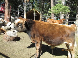 Like to see the new Bull Calf?