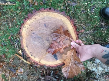 [Hearth.com] Help with Oak ID