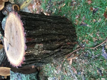[Hearth.com] Help with Oak ID