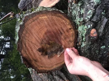 [Hearth.com] Help with Oak ID