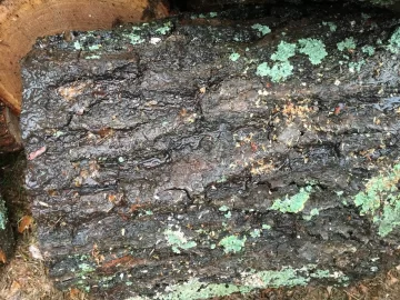 [Hearth.com] Help with Oak ID
