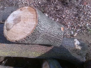 [Hearth.com] Wood ID Please