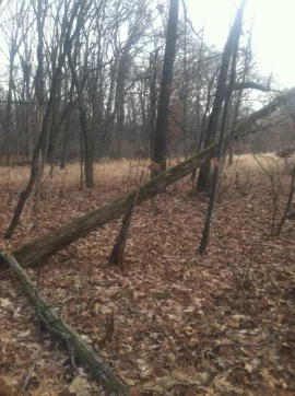 [Hearth.com] Cutting Older down trees