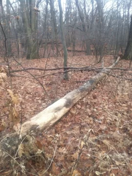 [Hearth.com] Cutting Older down trees