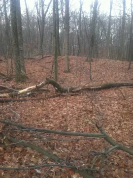 [Hearth.com] Cutting Older down trees