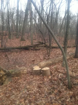 [Hearth.com] Cutting Older down trees