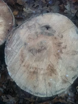 [Hearth.com] Cutting Older down trees