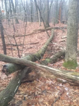 [Hearth.com] Cutting Older down trees