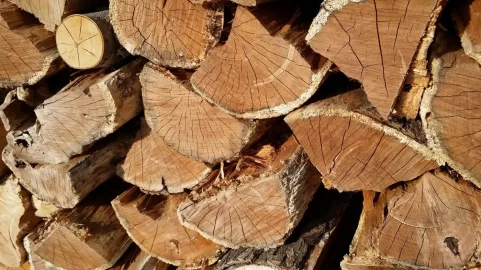 [Hearth.com] Cutting Older down trees