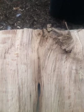 [Hearth.com] Cutting Older down trees