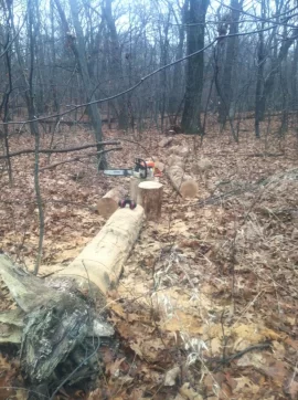 [Hearth.com] Cutting Older down trees