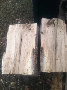 [Hearth.com] Cutting Older down trees