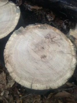 [Hearth.com] Cutting Older down trees