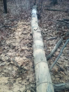 [Hearth.com] Cutting Older down trees