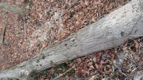 [Hearth.com] wood id