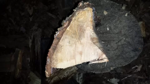 [Hearth.com] wood id