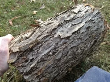 [Hearth.com] What is this shredded mess?