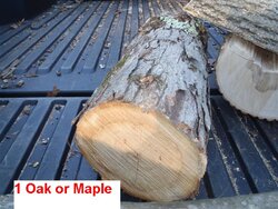 oak-maple.jpg