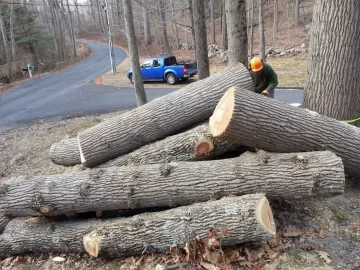 [Hearth.com] Nice Ash Score in the Hood