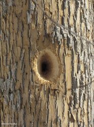 a-fresh-pileated-woodpecker-hole-and-fresh-bark-scaling-by-hairy-woodpeckers.jpg