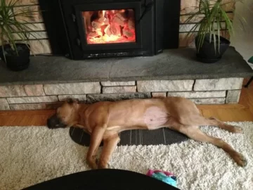 [Hearth.com] A dog's life...