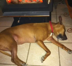 [Hearth.com] A dog's life...